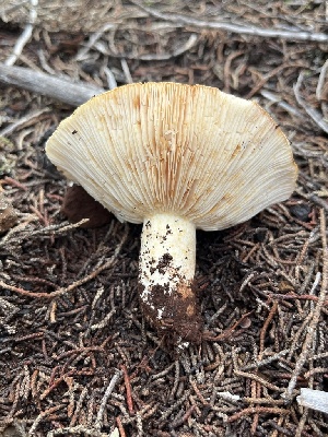  ( - FDS-CA-08421)  @11 [ ] by-nc (2025) Dean Lyons Fungal Diversity Survey