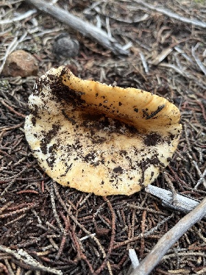  ( - FDS-CA-08421)  @11 [ ] by-nc (2025) Dean Lyons Fungal Diversity Survey