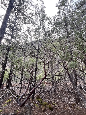  ( - FDS-CA-08421)  @11 [ ] by-nc (2025) Dean Lyons Fungal Diversity Survey