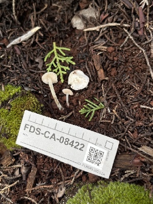  ( - FDS-CA-08422)  @11 [ ] by-nc (2025) Dean Lyons Fungal Diversity Survey
