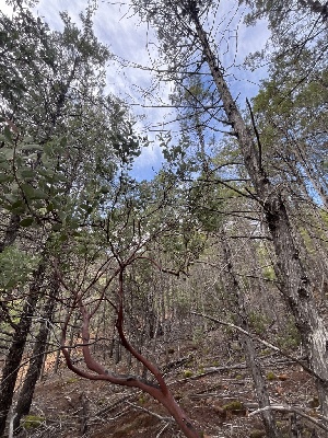  ( - FDS-CA-08422)  @11 [ ] by-nc (2025) Dean Lyons Fungal Diversity Survey
