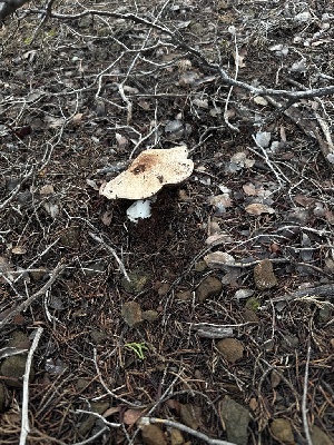  ( - FDS-CA-07464)  @11 [ ] by (2025) Justin Paulin Fungal Diversity Survey