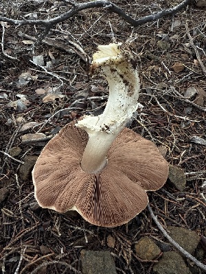  ( - FDS-CA-07464)  @11 [ ] by (2025) Justin Paulin Fungal Diversity Survey