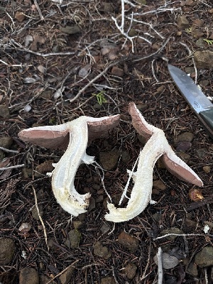  ( - FDS-CA-07464)  @11 [ ] by (2025) Justin Paulin Fungal Diversity Survey