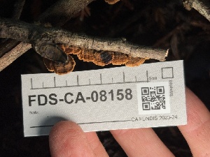  ( - FDS-CA-08158)  @11 [ ] by-nc (2025) Damon Tighe Fungal Diversity Survey