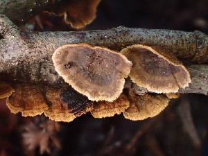  ( - FDS-CA-08158)  @11 [ ] by-nc (2025) Damon Tighe Fungal Diversity Survey