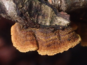  ( - FDS-CA-08158)  @11 [ ] by-nc (2025) Damon Tighe Fungal Diversity Survey