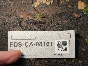  ( - FDS-CA-08161)  @11 [ ] by-nc (2025) Damon Tighe Fungal Diversity Survey