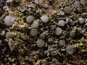  (Mollisia inferiseptata - FDS-CA-08161)  @11 [ ] by-nc (2025) Damon Tighe Fungal Diversity Survey
