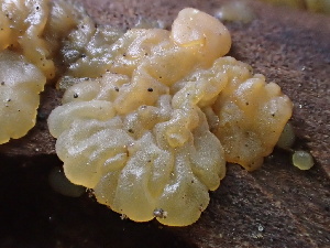  (Ductifera - FDS-CA-08163)  @11 [ ] by-nc (2025) Damon Tighe Fungal Diversity Survey