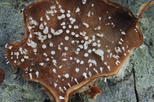  ( - FDS-CA-06327)  @11 [ ] by-nc (2025) Taye Bright Fungal Diversity Survey