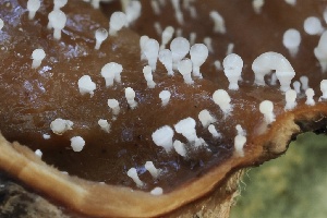  (Sphaerostilbella sp. CA01 - FDS-CA-06327)  @11 [ ] by-nc (2025) Taye Bright Fungal Diversity Survey