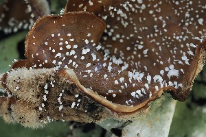  ( - FDS-CA-06327)  @11 [ ] by-nc (2025) Taye Bright Fungal Diversity Survey