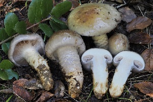  ( - FDS-CA-06328)  @11 [ ] by-nc (2025) Taye Bright Fungal Diversity Survey