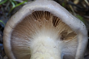  ( - FDS-CA-06328)  @11 [ ] by-nc (2025) Taye Bright Fungal Diversity Survey