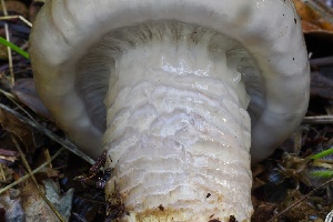  ( - FDS-CA-06328)  @11 [ ] by-nc (2025) Taye Bright Fungal Diversity Survey