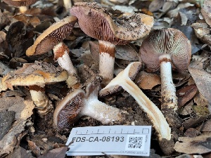  ( - FDS-CA-08193)  @11 [ ] by-nc (2025) Damon Tighe Fungal Diversity Survey
