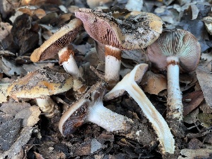  ( - FDS-CA-08193)  @11 [ ] by-nc (2025) Damon Tighe Fungal Diversity Survey
