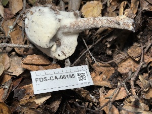  ( - FDS-CA-08195)  @11 [ ] by-nc (2025) Damon Tighe Fungal Diversity Survey