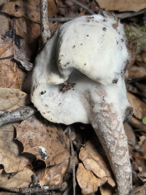  ( - FDS-CA-08195)  @11 [ ] by-nc (2025) Damon Tighe Fungal Diversity Survey