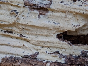  (Cristinia sp. CA01 - FDS-CA-00836)  @11 [ ] by-nc (2024) Warren Cardimona Fungal Diversity Survey