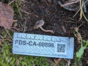  ( - FDS-CA-00896)  @11 [ ] by-nc (2024) Warren Cardimona Fungal Diversity Survey