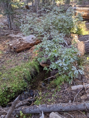  ( - FDS-CA-00896)  @11 [ ] by-nc (2024) Warren Cardimona Fungal Diversity Survey