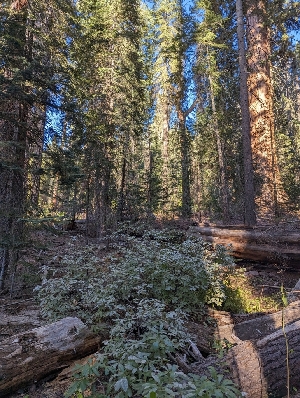  ( - FDS-CA-00896)  @11 [ ] by-nc (2024) Warren Cardimona Fungal Diversity Survey