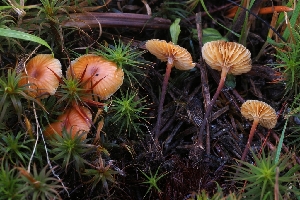  ( - FDS-CA-00839)  @11 [ ] by-nc (2024) Warren Cardimona Fungal Diversity Survey
