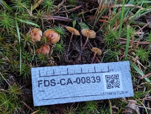  ( - FDS-CA-00839)  @11 [ ] by-nc (2024) Warren Cardimona Fungal Diversity Survey