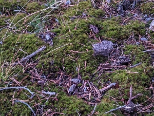  ( - FDS-CA-00839)  @11 [ ] by-nc (2024) Warren Cardimona Fungal Diversity Survey