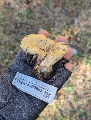  ( - FDS-CA-00843)  @11 [ ] by-nc (2024) Warren Cardimona Fungal Diversity Survey