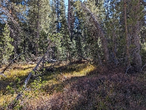  ( - FDS-CA-00843)  @11 [ ] by-nc (2024) Warren Cardimona Fungal Diversity Survey