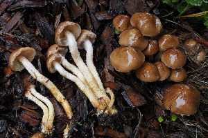  ( - FDS-CA-06397)  @11 [ ] by-nc (2024) Warren Cardimona Fungal Diversity Survey