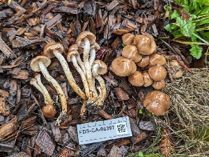  ( - FDS-CA-06397)  @11 [ ] by-nc (2024) Warren Cardimona Fungal Diversity Survey