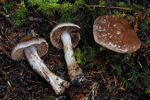  ( - FDS-CA-06301)  @11 [ ] by-nc (2024) Warren Cardimona Fungal Diversity Survey