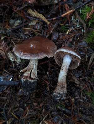  ( - FDS-CA-06301)  @11 [ ] by-nc (2024) Warren Cardimona Fungal Diversity Survey