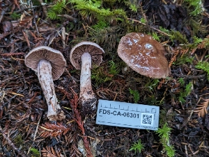  ( - FDS-CA-06301)  @11 [ ] by-nc (2024) Warren Cardimona Fungal Diversity Survey