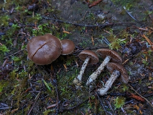  ( - FDS-CA-09012)  @11 [ ] by-nc (2024) Warren Cardimona Fungal Diversity Survey