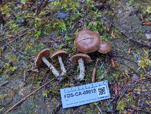  ( - FDS-CA-09012)  @11 [ ] by-nc (2024) Warren Cardimona Fungal Diversity Survey