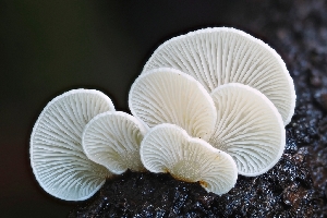  ( - FDS-CA-06303)  @11 [ ] by-nc (2024) Warren Cardimona Fungal Diversity Survey
