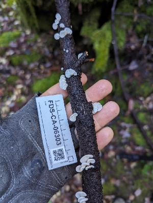  ( - FDS-CA-06303)  @11 [ ] by-nc (2024) Warren Cardimona Fungal Diversity Survey