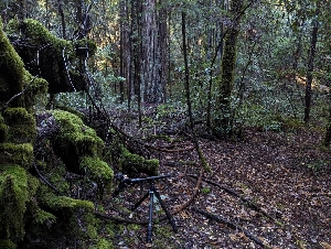  ( - FDS-CA-06303)  @11 [ ] by-nc (2024) Warren Cardimona Fungal Diversity Survey