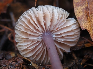  ( - FDS-CA-06306)  @11 [ ] by-nc (2024) Warren Cardimona Fungal Diversity Survey