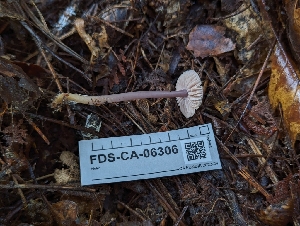  ( - FDS-CA-06306)  @11 [ ] by-nc (2024) Warren Cardimona Fungal Diversity Survey