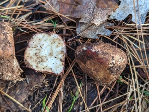  ( - FDS-CA-06308)  @11 [ ] by-nc (2024) Warren Cardimona Fungal Diversity Survey