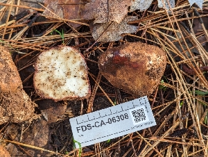  ( - FDS-CA-06308)  @11 [ ] by-nc (2024) Warren Cardimona Fungal Diversity Survey