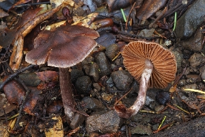  ( - FDS-CA-06322)  @11 [ ] by-nc (2024) Warren Cardimona Fungal Diversity Survey