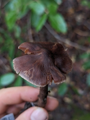  ( - FDS-CA-06322)  @11 [ ] by-nc (2024) Warren Cardimona Fungal Diversity Survey