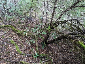 ( - FDS-CA-06322)  @11 [ ] by-nc (2024) Warren Cardimona Fungal Diversity Survey